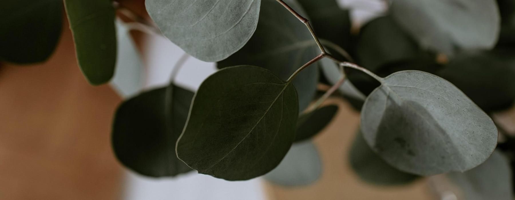 close up of a plant in vase